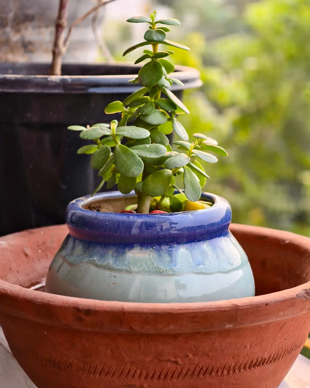 Jade Plant, Crassula ovata (Big leaf)