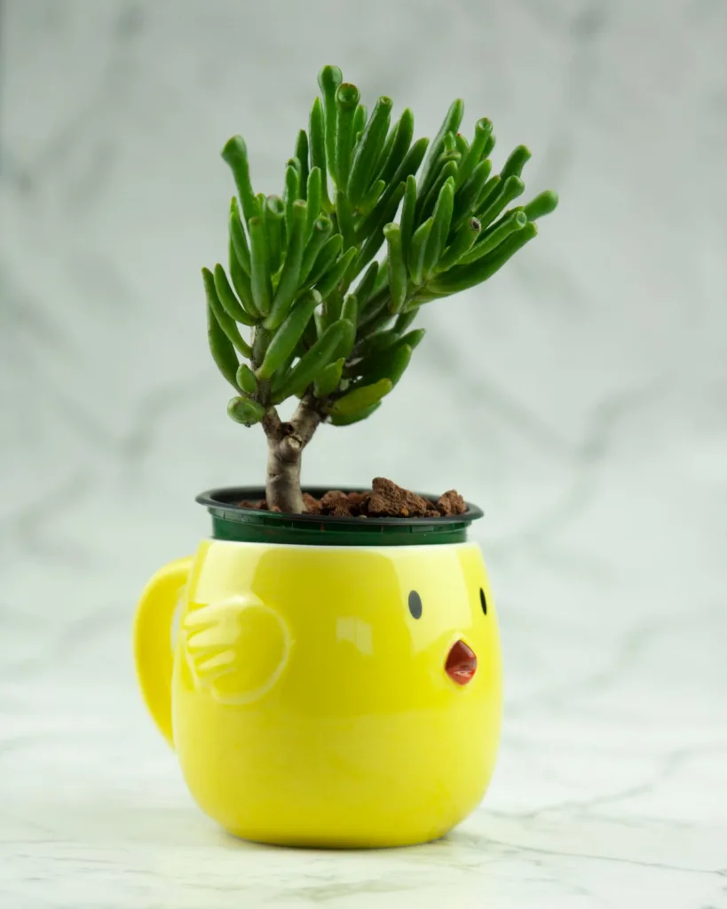 Jade Plant (Crassula ovata)