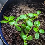 Jade Plant, Elephant bush (Green)