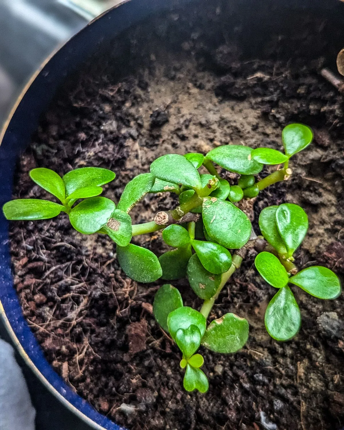 Jade Plant, Elephant bush (Green)