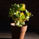 Jade Plant, Elephant bush (Green)