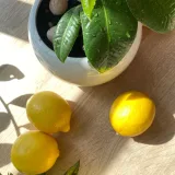 Kagzi Nimboo, Lemon Tree