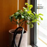 Kagzi Nimboo, Lemon Tree