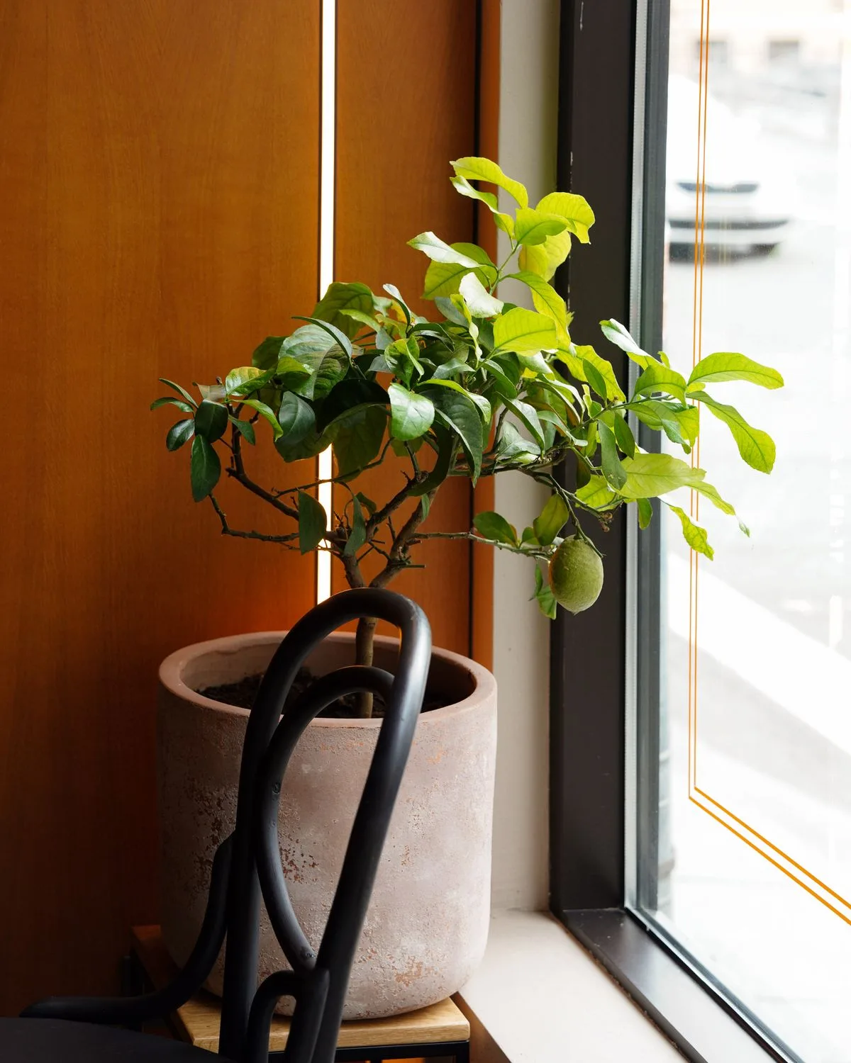 Kagzi Nimboo, Lemon Tree