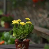 Kalanchoe (White)