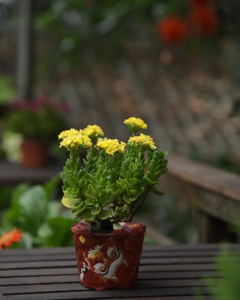 Kalanchoe (White)