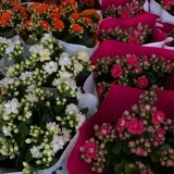 Kalanchoe (White)