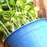 Kapoor Tulsi Plant, Blue Basil, Ocimum kilimandscharicum (Green)