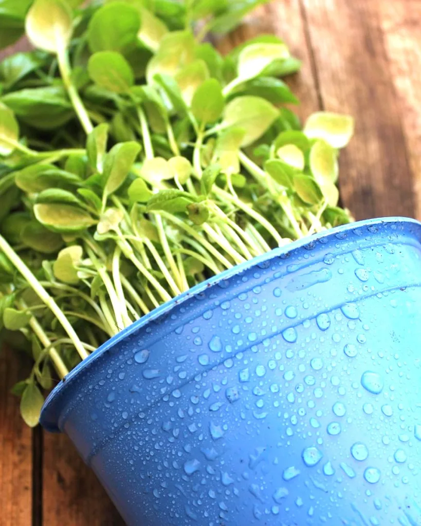 Kapoor Tulsi Plant, Blue Basil, Ocimum kilimandscharicum (Green)