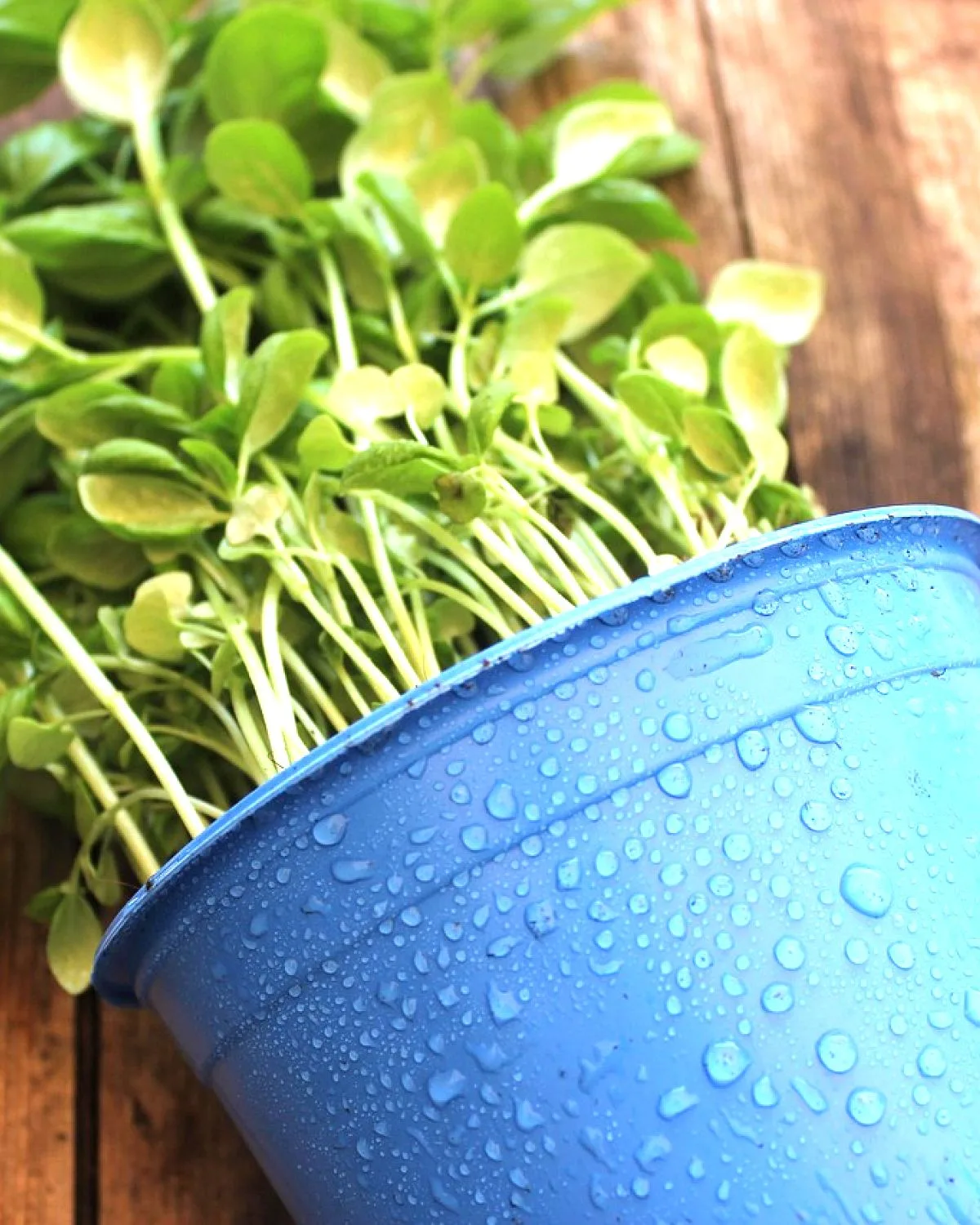 Kapoor Tulsi Plant, Blue Basil, Ocimum kilimandscharicum (Green)