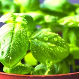 Kapoor Tulsi Plant, Blue Basil, Ocimum kilimandscharicum (Green)