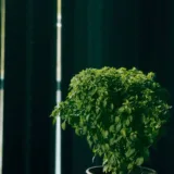 Krishna Tulsi Plant, Holy Basil, Ocimum tenuiflorum (Black)
