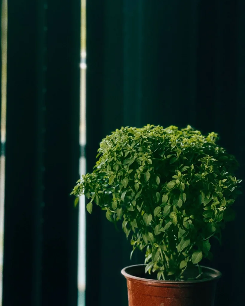 Krishna Tulsi Plant, Holy Basil, Ocimum tenuiflorum (Black)