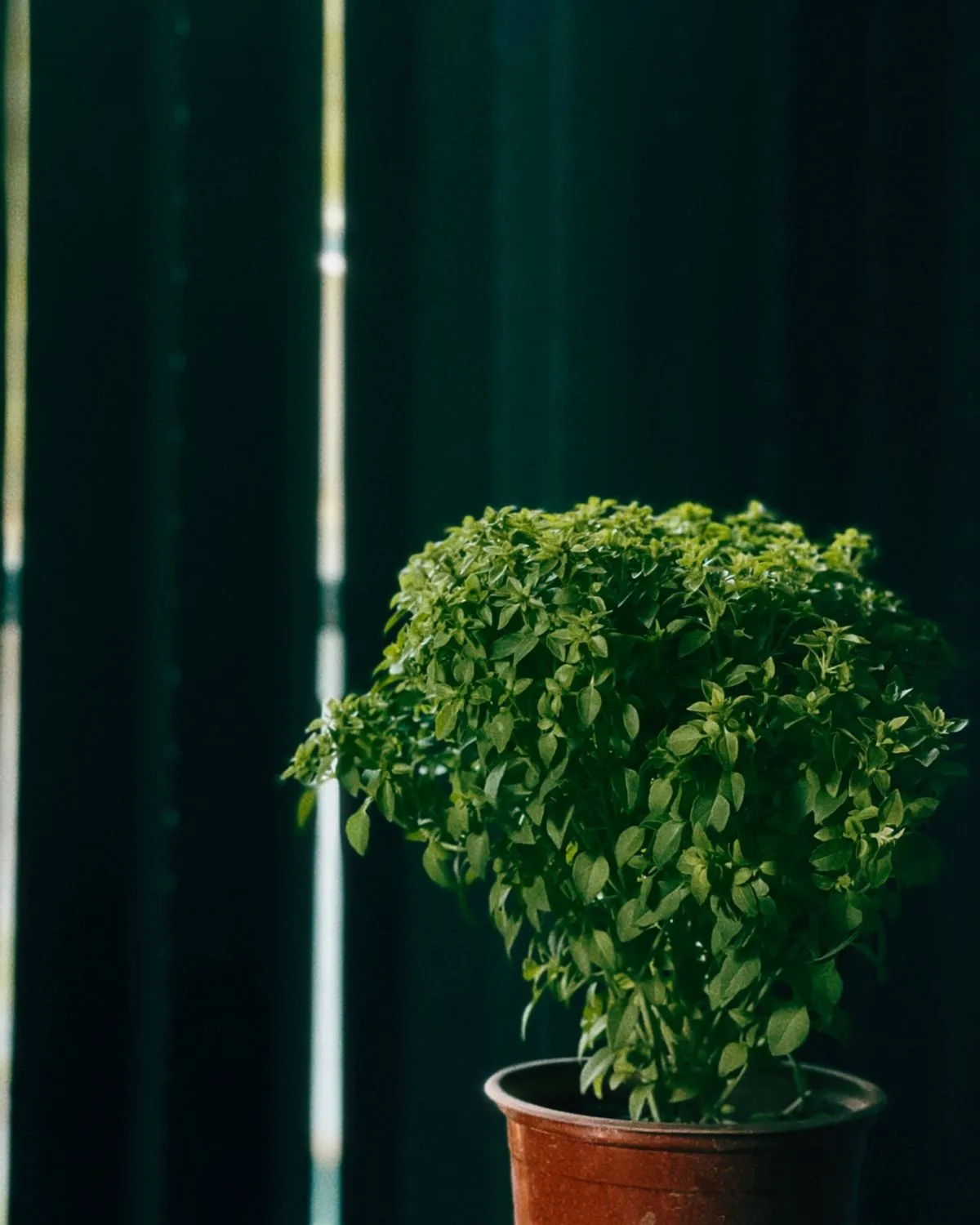 Krishna Tulsi Plant, Holy Basil, Ocimum tenuiflorum (Black)