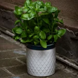 Krishna Tulsi Plant, Holy Basil, Ocimum tenuiflorum (Black)