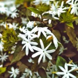 Kunda (Downy Jasmine)