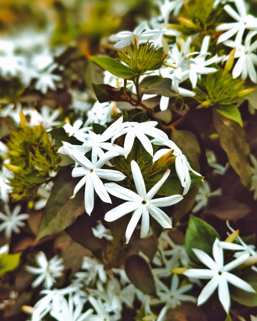 Kunda (Downy Jasmine)