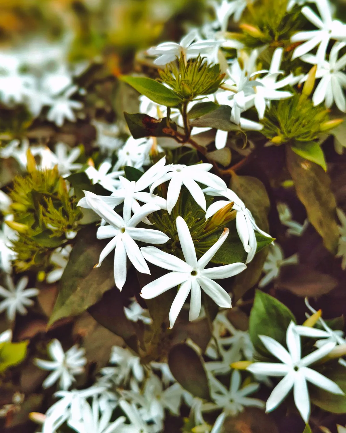 Kunda (Downy Jasmine)
