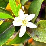 Kunda (Downy Jasmine)