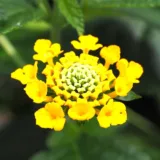Lantana camara (Lavender)