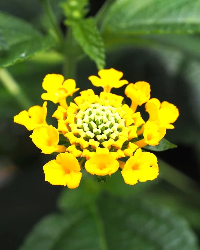 Lantana camara (Lavender)