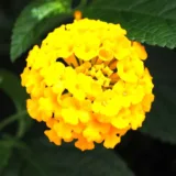 Lantana camara (Lavender)