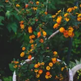 Lantana camara (Red, Haldi Kumkum)