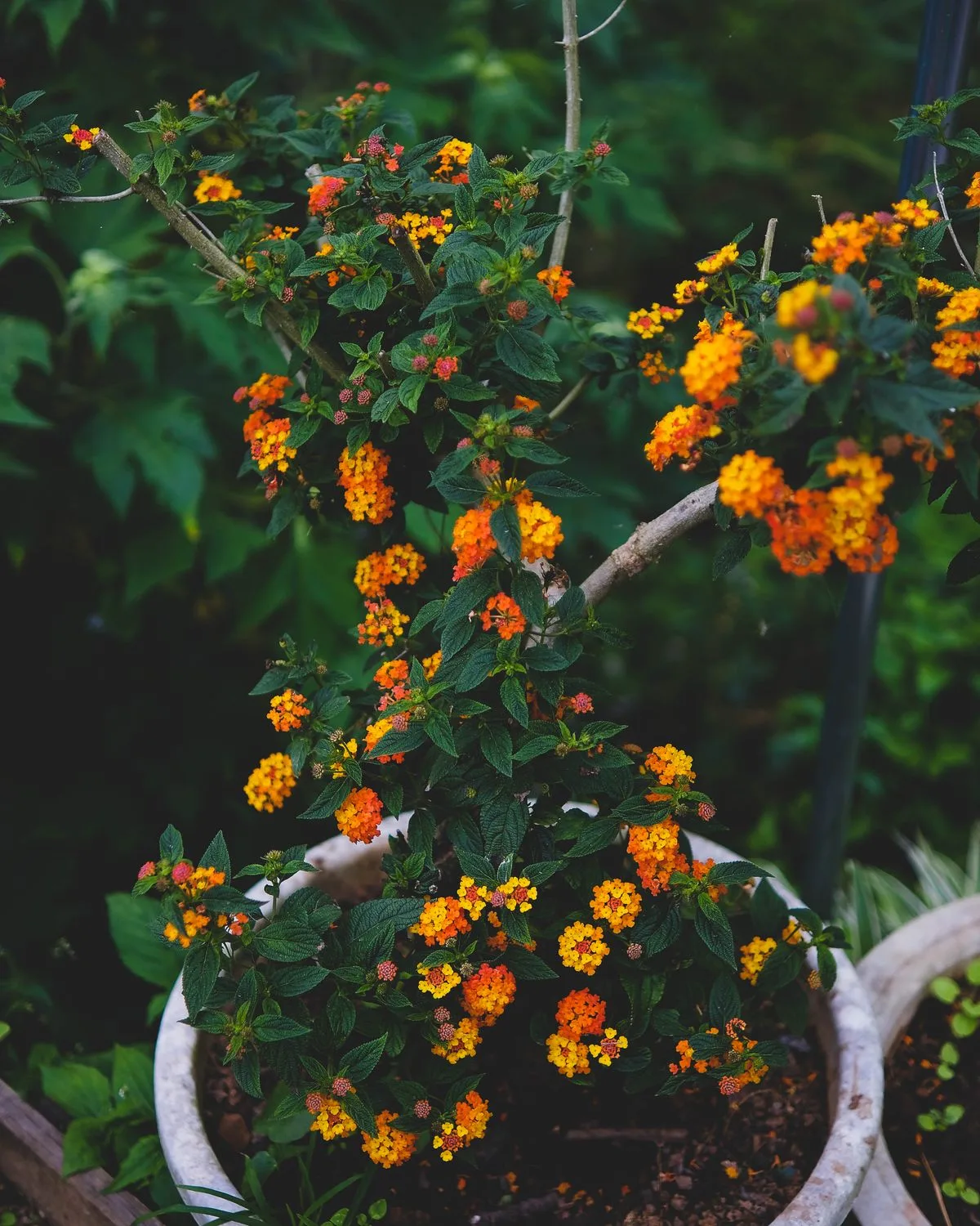 Lantana camara (Red, Haldi Kumkum)
