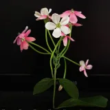Madhumalti (Rangoon Creeper)