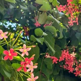 Madhumalti (Rangoon Creeper)
