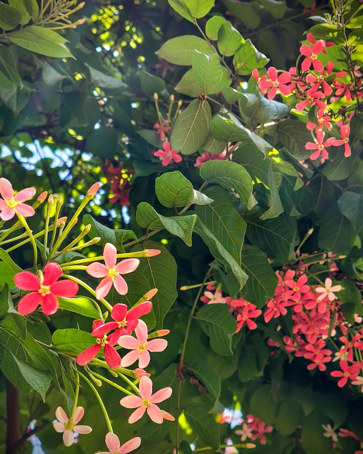 Madhumalti (Rangoon Creeper)