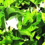 Mandevilla (White)