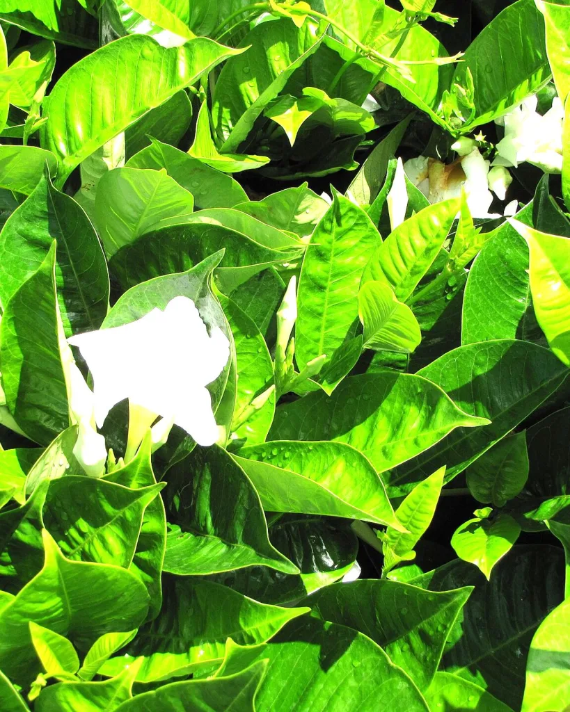 Mandevilla (White)