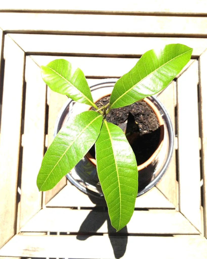 Mango Tree (Pairi, Grafted)