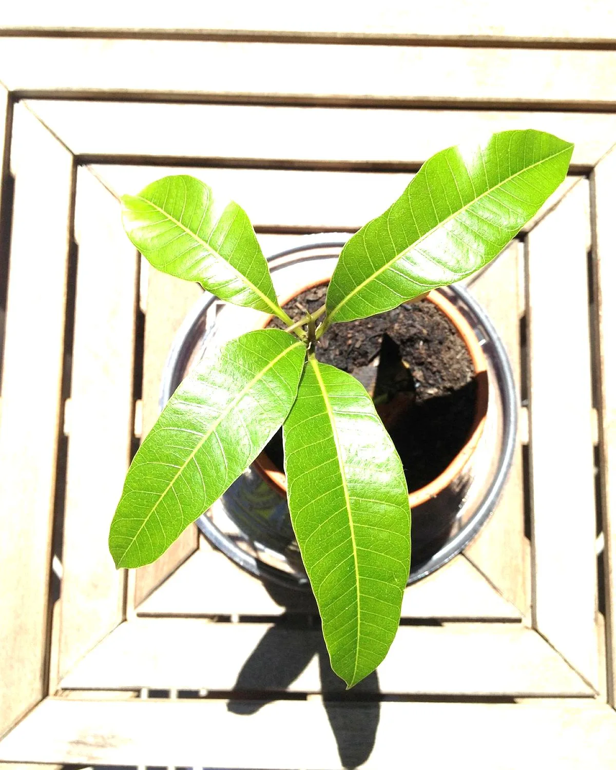 Mango Tree (Pairi, Grafted)