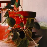 Marble Queen Money Plant