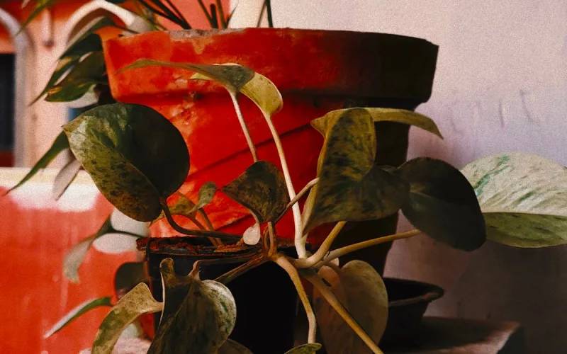 Marble Queen Money Plant