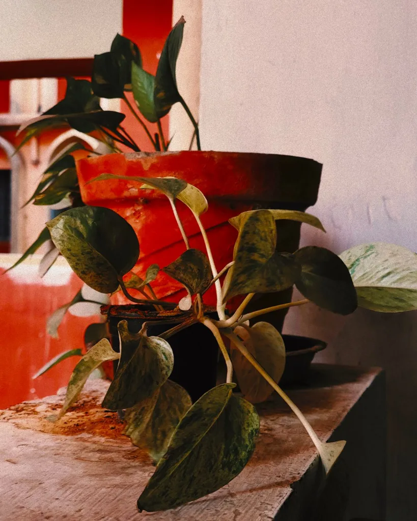 Marble Queen Money Plant