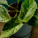 Marble Queen Money Plant