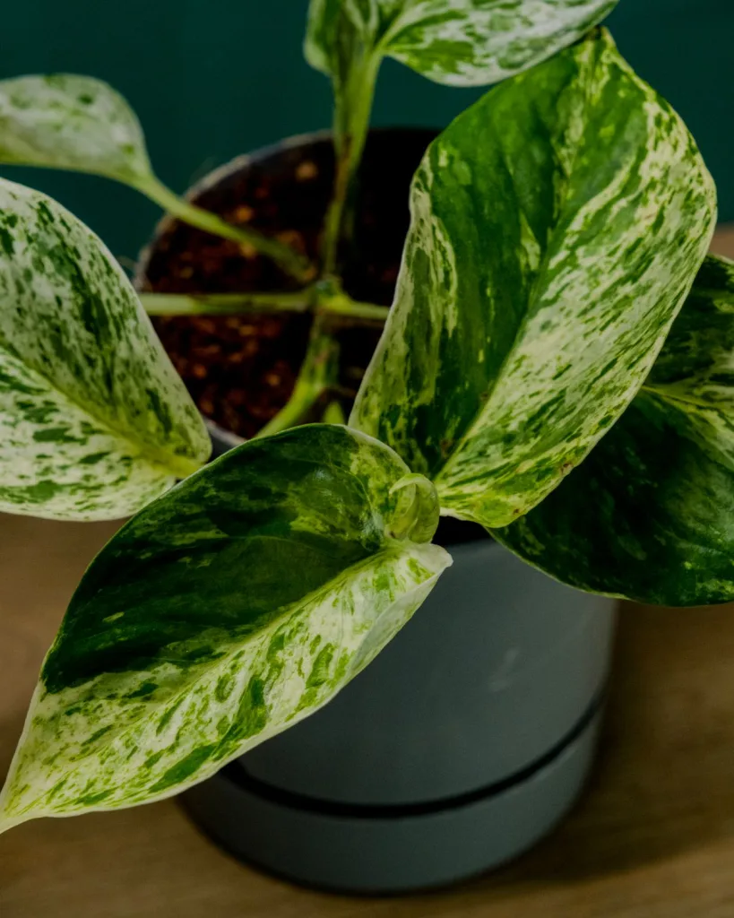 Marble Queen Money Plant