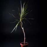 Marginata (Dracaena marginata)