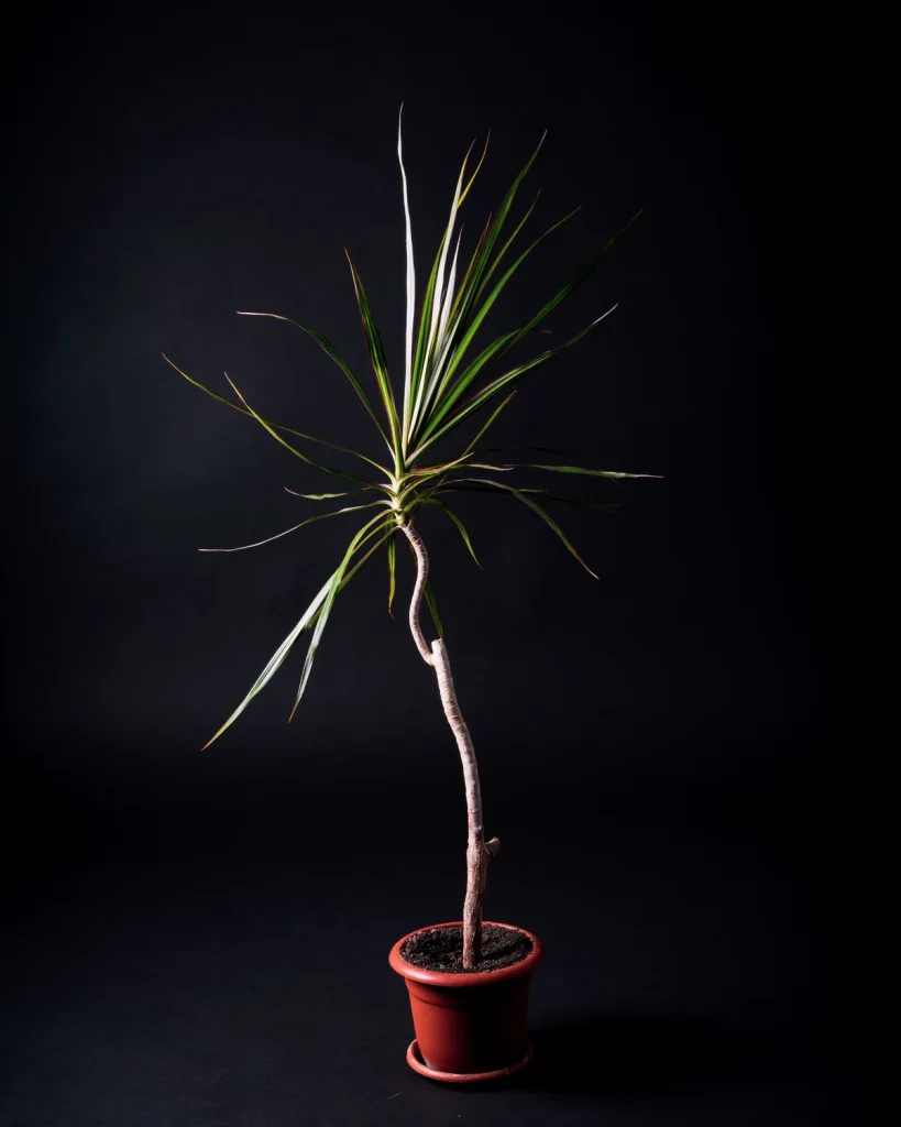 Marginata (Dracaena marginata)