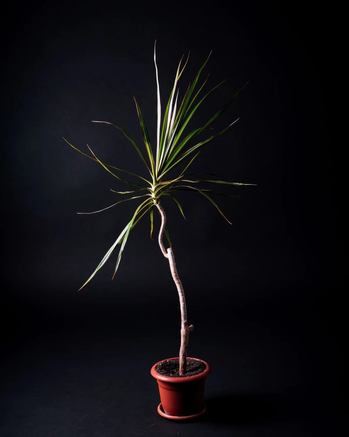 Marginata (Dracaena marginata)