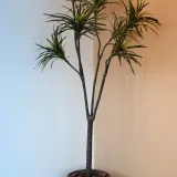 Marginata (Dracaena marginata)