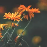 Mexican Marigold