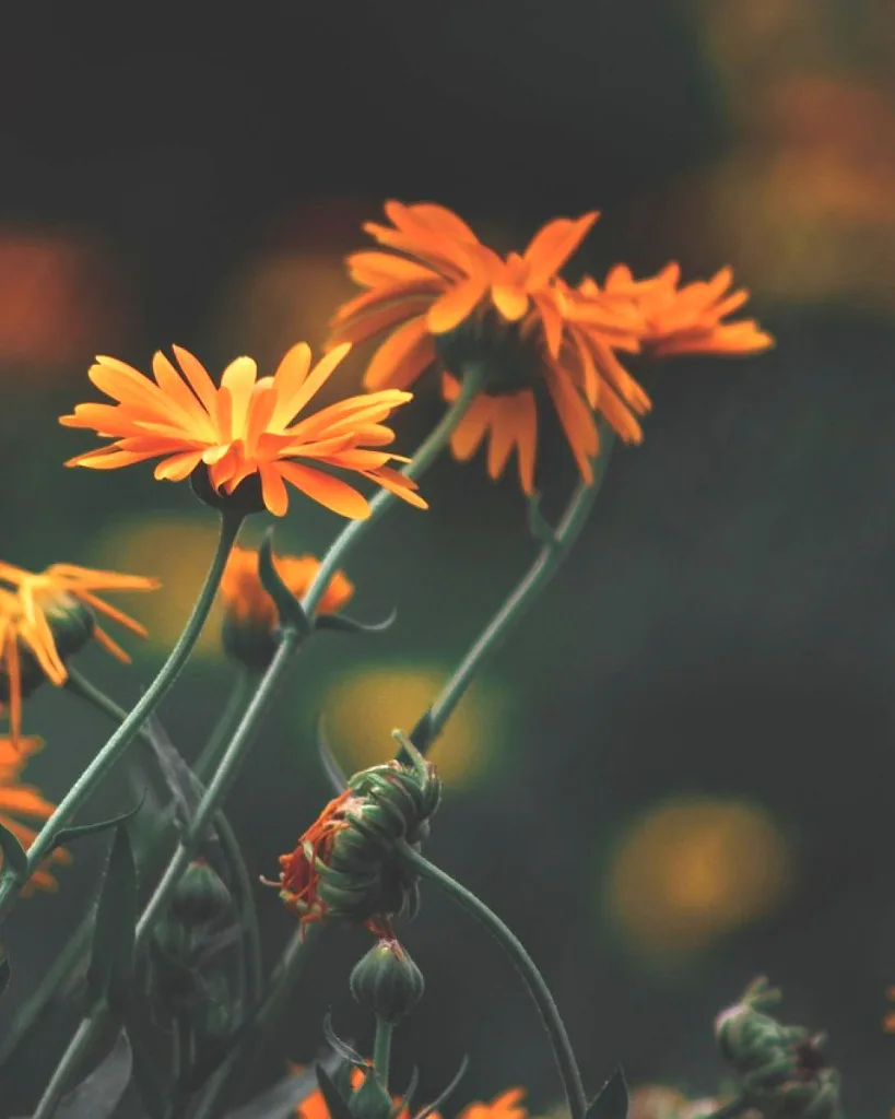 Mexican Marigold