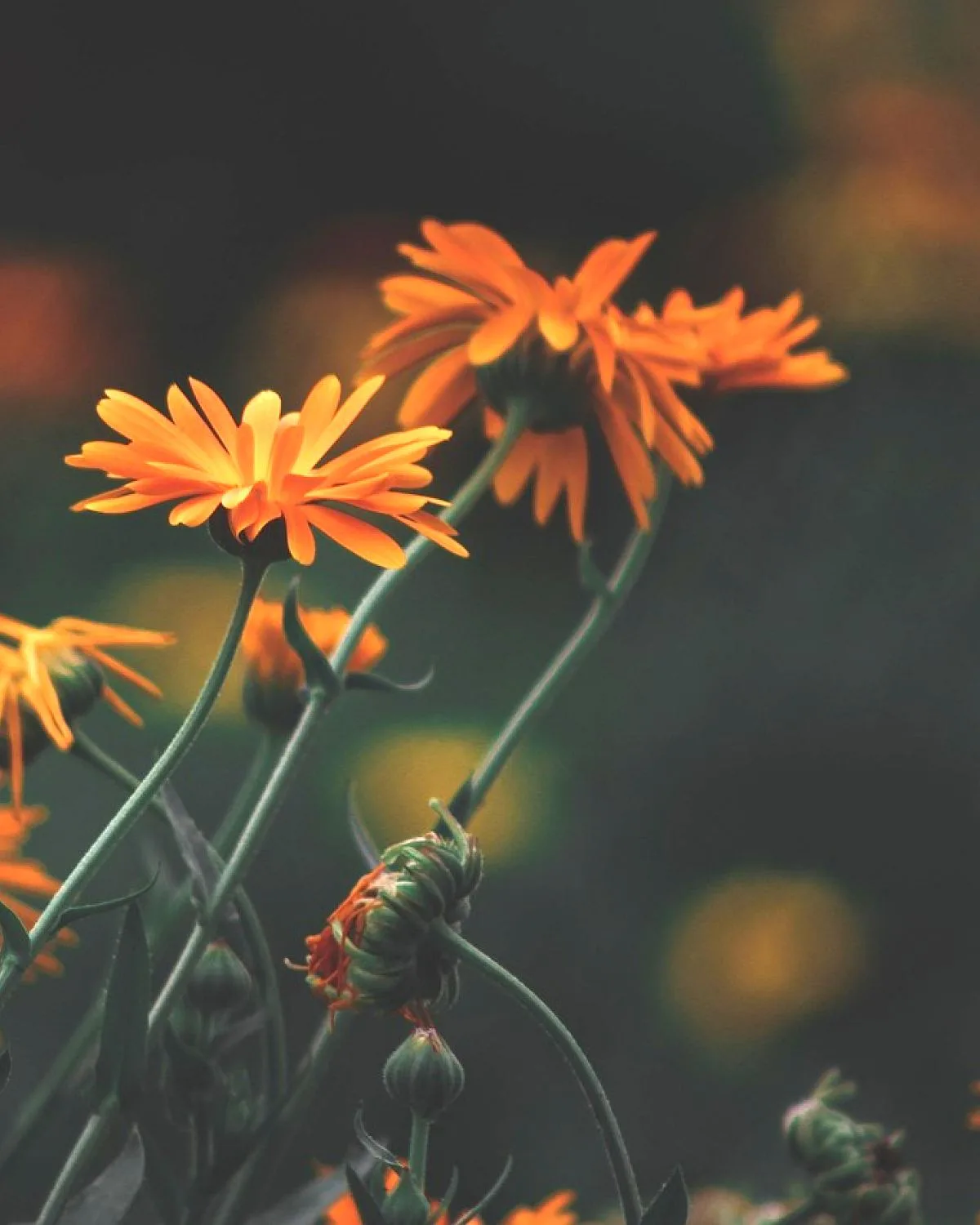 Mexican Marigold