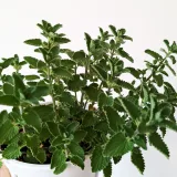 Mint (Pudina)
