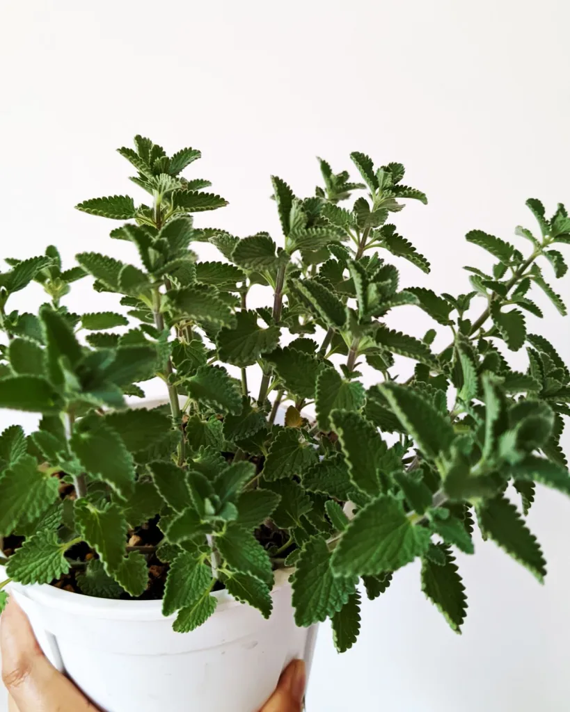 Mint (Pudina)