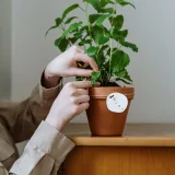 Mint (Pudina)